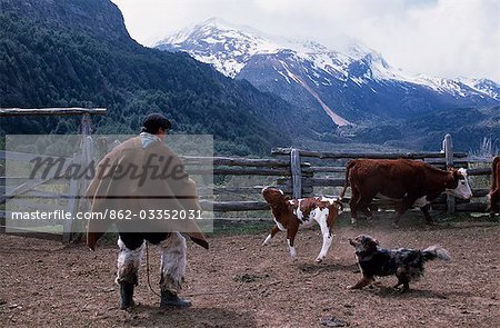 Huaso lassoing a calf,Los Vertintes Farm