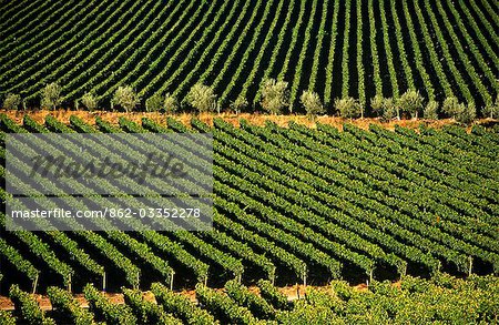 Chile,Region V,Santiago. Cousino Macul Vineyards,Central Chile Chile,Region V,Santiago. Cousino Macul Vineyards,Central Chile
