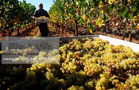 Chile,Region V,Santiago. Harvesting Chardonnay grapes at the Cousino Macul Vineyards,Central Chile.