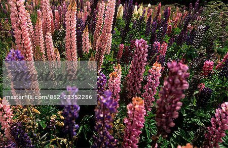 Chile,Region XI,Aisen. Field of Lupins