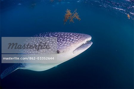 Djibouti,Bay of Tadjourah. A Whale Shark (Rhincodon typus) swims near the surface in the Bay of Tadjourah.