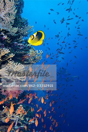 Egypt,Red Sea. A Raccoon Butterfly fish and a shoal of Anthias on a reef wall at Brothers Islands. Egypt,Red Sea. A Raccoon Butterfly fish and a shoal of Anthias on a reef wall at Brothers Islands.