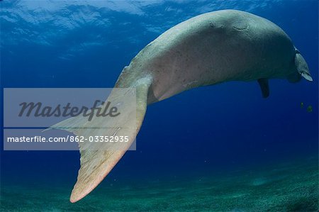Egypt,Red Sea. A Dugong (Dugong dugon) swims in the Red Sea. Egypt,Red Sea. A Dugong (Dugong dugon) swims in the Red Sea.