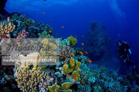 Egypt,Red Sea. A Diver explores the coral gardens at St. John's Reef in the Egyptian Red Sea
