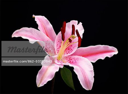 Stargazer Lilly