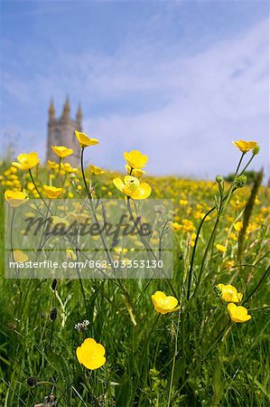 Field Buttercups in front of Widecombe-in-the-Moor Church. This location is reputed to have been the inspiration for Sir Arthur Conan Doyle's famous Sherlock Holmes detective novel Hound of the Baskervilles.