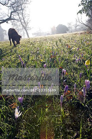 England,Dorset,Thorncombe. Forde Abbey forms part of the boundary between Dorset and Somerset and its elegant former Cistercian monastery and its 30 acres of award winning gardens located within an Area of Outstanding Natural Beauty make it one of West Dorsets premier tourist locations. Early morning crocuses are explored by a dog.