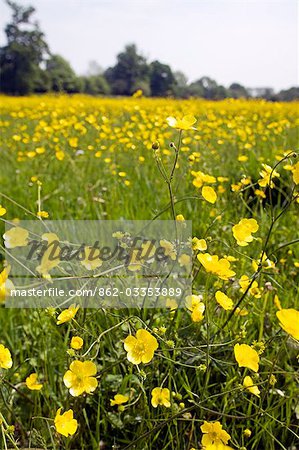 England,West Dorset,Forde Abbey. A meadow full of Wild Buttercups Ranunculus acris fills a field along the side of the River Axe