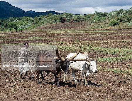 A Tigray man ploughs his land with two yoked oxen. In the absence of modern farming methods,a metal-tipped wooden plough serves his needs. Traditional agricultural methods are widely used in Ethiopia..