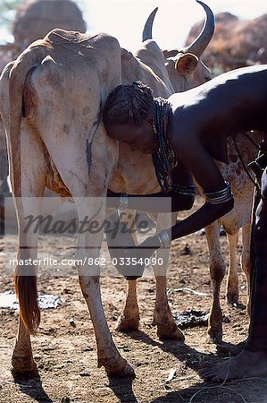 A Dassanech woman milks a cow by hand collecting the milk in a gourd at a settlement alongside the Omo River. Much the largest of the tribes in the Omo Valley numbering around 50,000,the Dassanech (also known as the Galeb,Changila or Merille) are Nilotic pastoralists and agriculturalists.