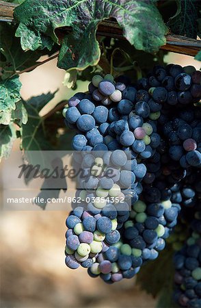 Grapes on the vine in a vineyard in the Ebro Valley will be harvested to produce the region's famous Rioja wine
