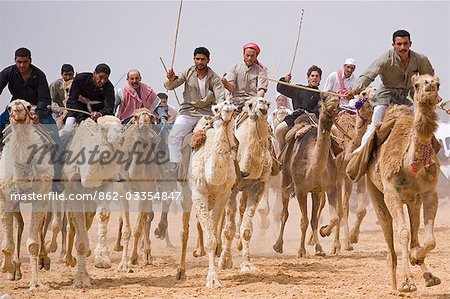 A camel race gets underway at Palmyra's 5km long racetrack. The races are held every year as part of the Palmyra Festival,Syria