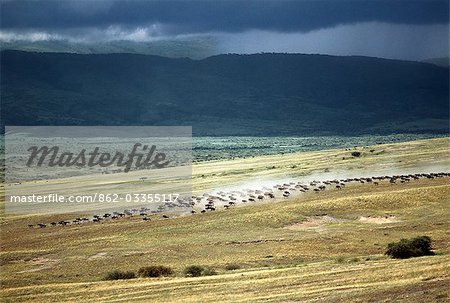 Wildebeest stampede on the dry grassy plains on the west side of the Ngorongoro Highlands. .