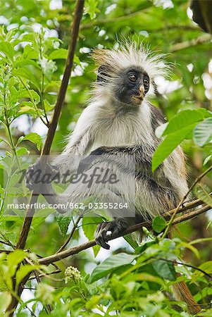 East Africa,Tanzania,Zanzibar. Red Colobus Monkey,Jozani Forest Reserve. One of Africa's rarest primates,the Zanzibar red colobus may number only about 1500. Isolated on this island for at least 1,000 years,the Zanzibar red colobus (Procolobus kirkii) is recognized as a distinct species,with different coat patterns,calls and food habits than the related colobus species on the mainland.