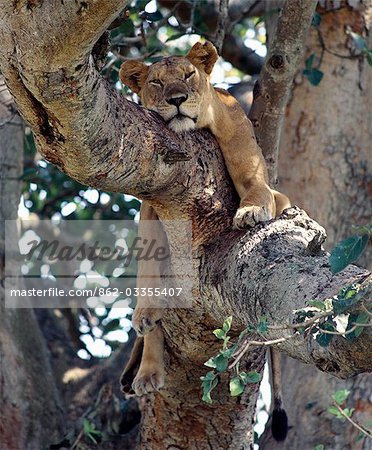 A lioness rests in a fig tree in the Ishasha area of Queen Elizabeth National Park. For years,Ishasha has been renowned for its tree-climbing lions