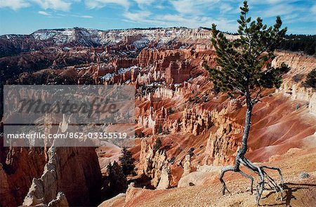 A lone tree stands isolated by erosion on the rim of Bryce Canyon with the bizarre eroded rock formations known as “Hoodoos" in the background