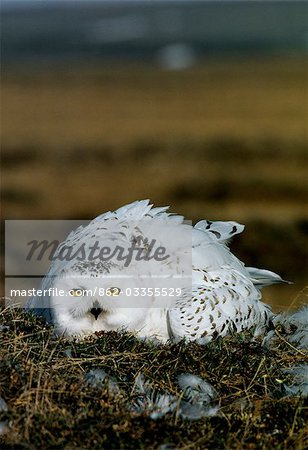 A Snowy owl (Nyctea scandiaca) on its nest on the tundra