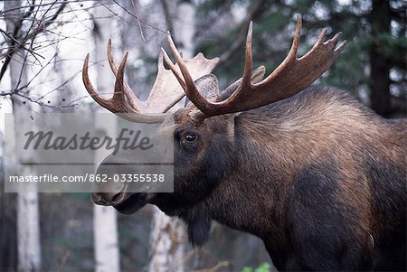 A male,bull,moose (Alces Alces) with an impressive rack of antlers.