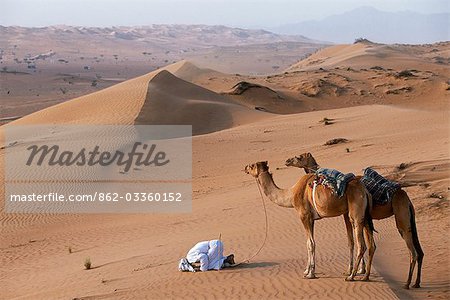A Bedu kneels to pray in the desert,holding his camels by their halters to prevent them wandering off amongst the dunes