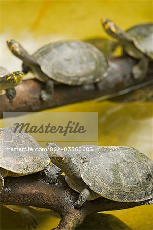 Peru,Amazon,Amazon River. Yellow Spotted River Turtles at Quistococha Zoological Park,Iquitos. The near one has a withered foot.