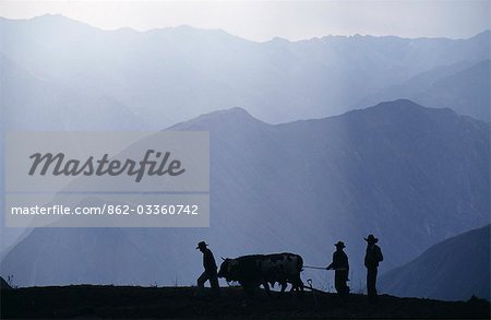 Peru,Colca Canyon. Silhouetted ploughmen with oxen
