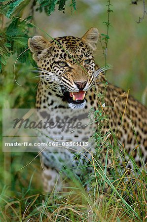 Female Leopard (Panthera pardus)