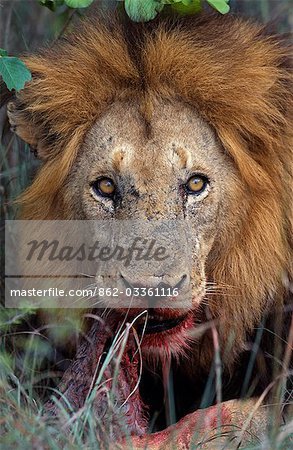 South Africa,Sabi Sands Game Reserve. Male Lion (Panthera leo) eating a bushbuck kill.