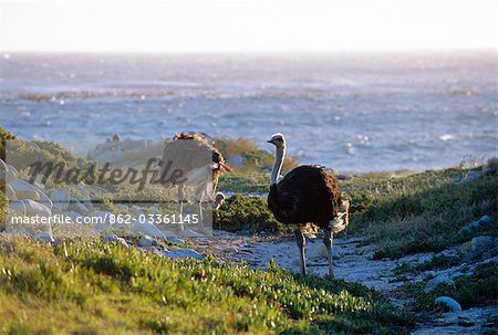 Ostrich feeding beside the ocean