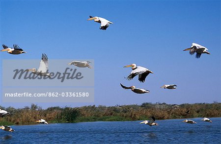 White pelicans fly over the Senegal River in Djoudj National Park,St LouisThe Djoudj Park's white pelican population is believed to number around 10,000 and is among the world's largest concentrations of these birds.