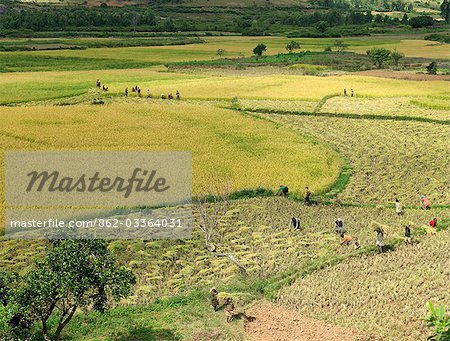 Gathering in the rice harvest near Ambalavao. Men cut the rice while women and children bundle and carry it for stacking.