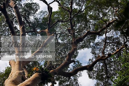 Malaysia,Borneo,Sabah. The canopy of primary rainforest near the Royal Society's Research Station at Danum Valley supports parasitic orchids.