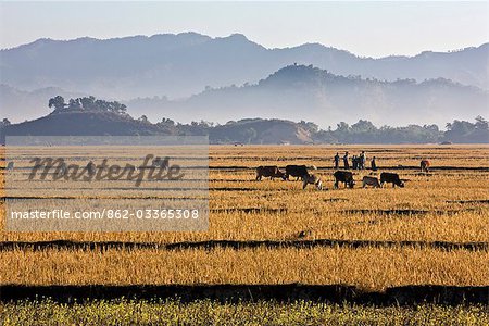 Myanmar,Burma,Mrauk U. Bright yellow fields of rice stubble contrast with a series of misty blue mountain ridges between Mrauk U and the Lay Myo River.