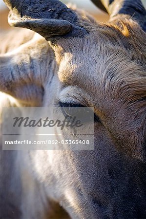 eland antelope nose
