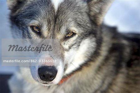 Norway,Tromso. Close up of dog sledding husky