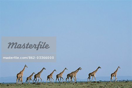 A herd of Masai giraffe (Giraffa camelopardalis tippelskirchi).