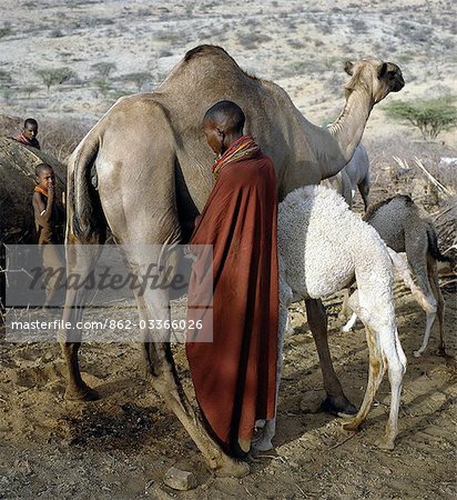 A Samburu woman milks a camel at her homestead in the early morning. The proximity of the calf helps to stimulate the flow of milk. Baby camels have a wool-like texture to their coats,which they lose after six month.