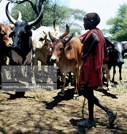 A Maasai boy herds his family's cattle near a waterhole in the foothills of Ol doinyo Orok (the Black Mountain). Childhood is very short in Maasailand; children begin to help their parents at a young age and may never attend school.