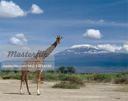 A Masai giraffe (Giraffa camelopardalis tippelskirchi) stands tall in front of Mount Kilimanjaro (19,340 feet) and Mawenzi (16,900 feet). The giraffe is the world's tallest mammal and Kilimanjaro is Africa's highest snow-capped mountain.