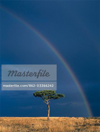 As the late afternoon sun bathes a lone Balanites tree and the red oat grass of the Mara plains in golden light,distant storm clouds and a double rainbow fill the sky.