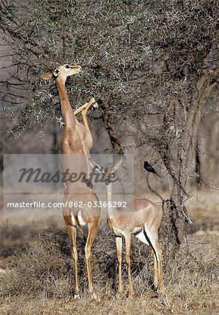 The Gerenuk (Litocranius walleri) is adapted for life in arid thornbush country. It has long limbs and a very long neck that enables it to feed on browse beyond the reach of all other antelopes. It often stands on its hind legs for extra reach.