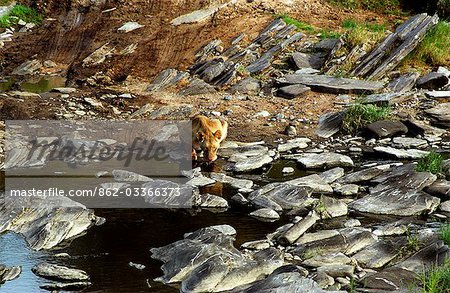 Kenya,Masai Mara. Lioness (Panthera leo) Drinking