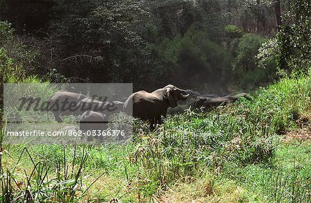 Elephant (Loxodonta africana) Elephant (Loxodonta africana)