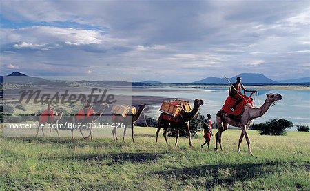Maasai men lead a camel caravan laden with equipment for a 'fly camp' (a small temporary camp) close to Lake Magadi in beautiful late afternoon sunlight.
