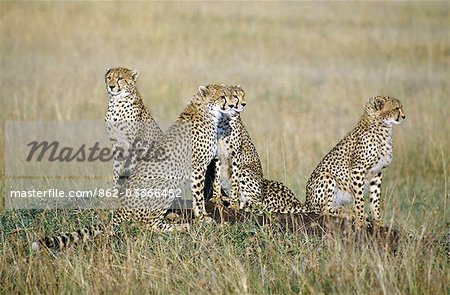 A cheetah family on the grassy plains of Masai Mara. Cubs may stay with their mother for up to two years.The cheetah is a fast,efficient and frequent killer of gazelles and impala. .