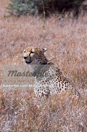 A cheetah wearing a radio collar,in Lewa Wildlife Conservancy. He is a habituated cheetah,originally orphaned. His brother was recently killed in 2004.