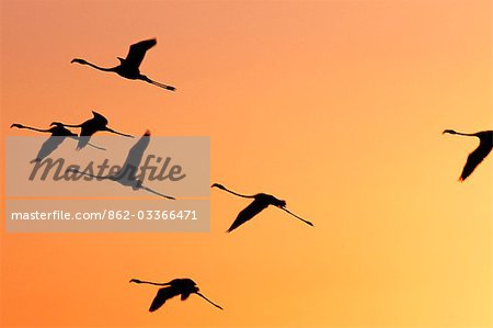 Flamingos fly over Lake Turkana at sunset