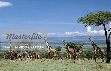 A large herd of Masai giraffes in the Masai Mara Game Reserve.