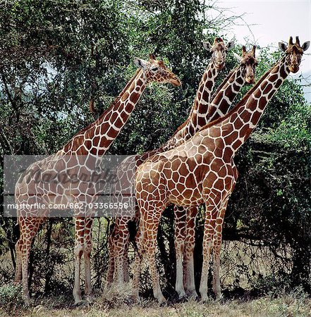 Kenya,Narok District,Masai Mara National Reserve. Reticulated giraffes have the finest markings of all eight recognised subspecies of the giraffe family. They are found in Northern Kenya.