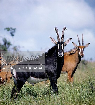 A magnificent Sable antelope bull with females and young in the Shimba Hills National Park. Sable are arguably the most handsome of all Africa's antelopes.