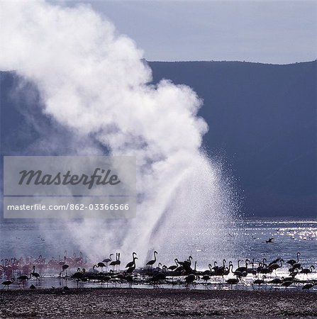 The alkaline waters of Lake Bogoria are a favourite haunt of lesser flamingos because the blue-green algae upon which they feed grows prolifically in the lake's shallow waters. The barren shoreline is dotted with steam jets and geysers reflecting its volcanic origins.